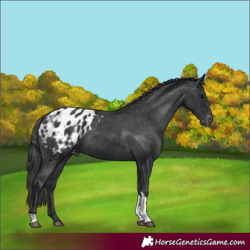 Horse Color:Black Tobiano Appaloosa 