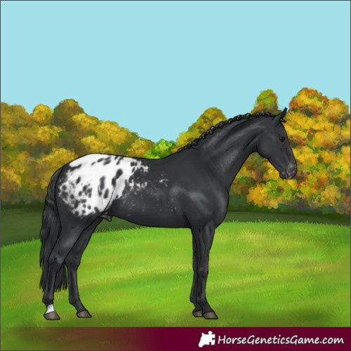 Horse Color:Black Appaloosa
