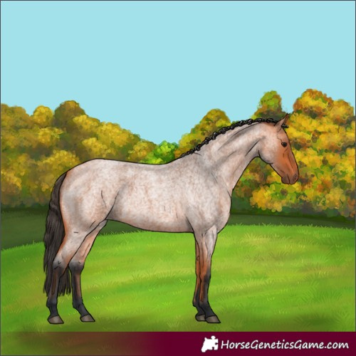Horse Color:Bay Roan 