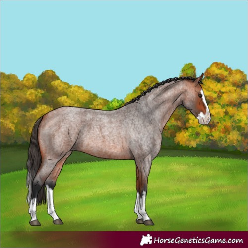 Horse Color:Bay Roan Splash 