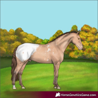 Horse Color:Amber Champagne Appaloosa