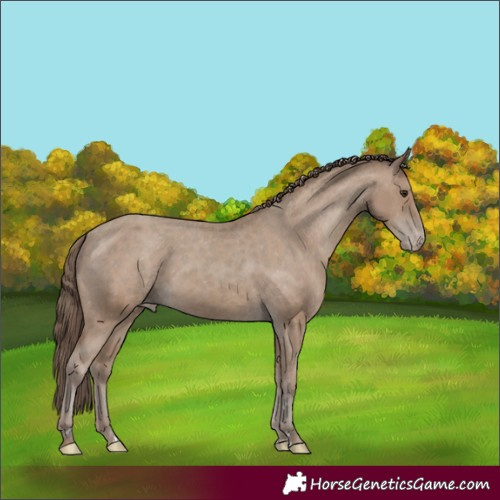 Horse Color:Classic Champagne Appaloosa