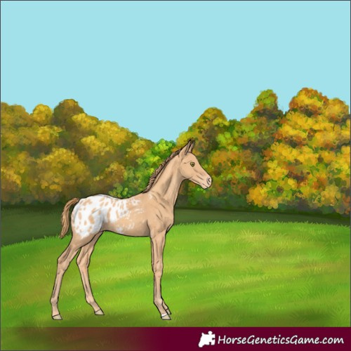 Horse Color:Gold Champagne Appaloosa 