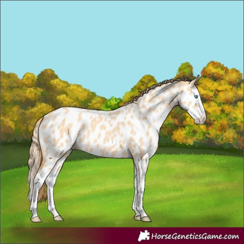 Horse Color:Gold Champagne Dun Splash Appaloosa