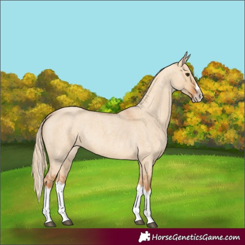 Horse Color:Red Dun Roan Splash Frame Rabicano