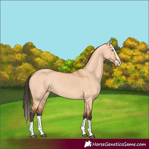 Horse Color:Bay Dun Splash 