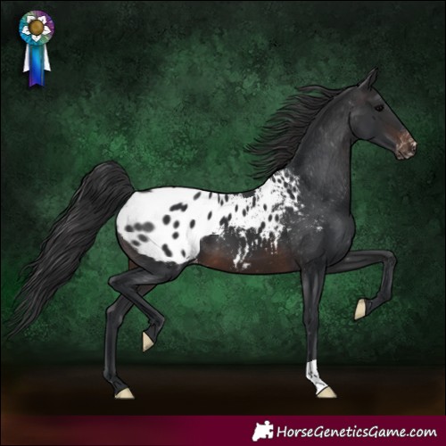 Horse Color:Brown Appaloosa 