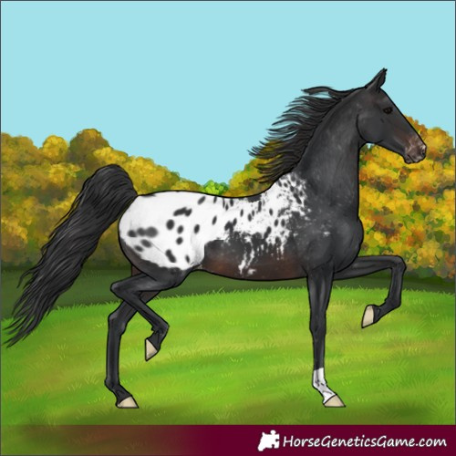 Horse Color:Brown Appaloosa