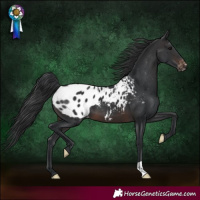Horse Color:Brown Blanket 