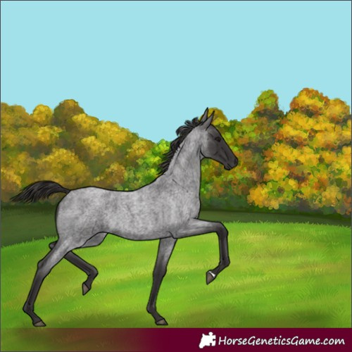 Horse Color:Smoky Blue Roan 