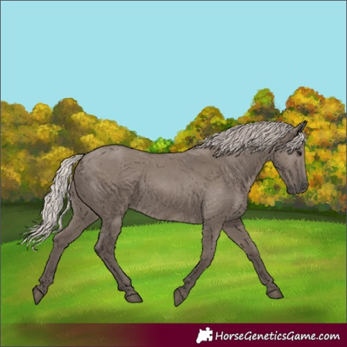 Horse Color:Silver Grullo 