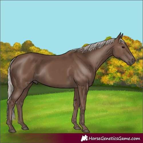 Horse Color:Unknown 