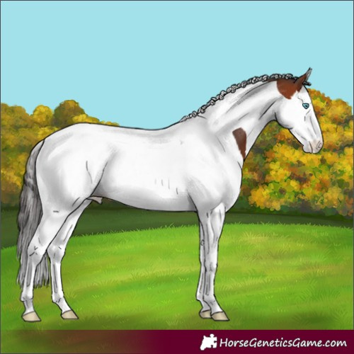 Horse Color:Bay Splash Tobiano 