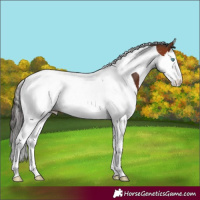 Horse Color:Bay Splash Tobiano