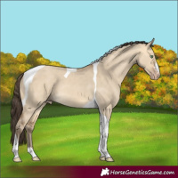 Horse Color:Sable Cream Champagne Dun Tobiano 