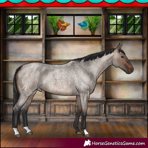 Horse Color:Brown Roan Dun 