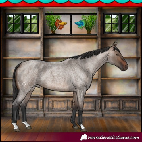 Horse Color:Brown Roan Dun 