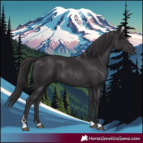 Horse Color:Smoky Black 