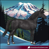 Horse Color:Smoky Black