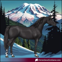 Horse Color:Smoky Black 