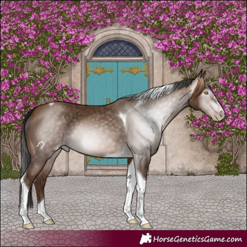 Horse Color:Gray Amber Champagne Tobiano 