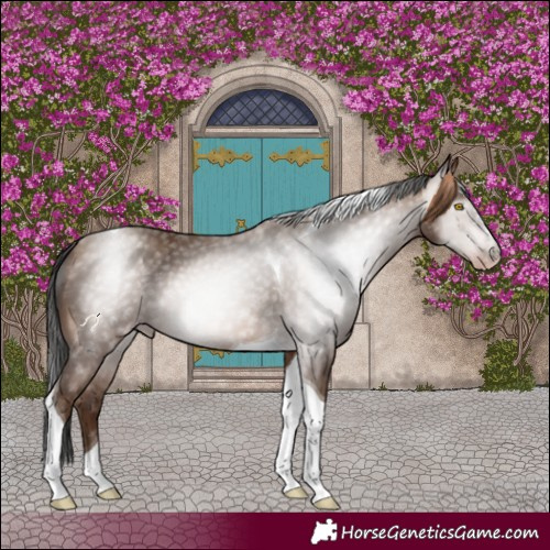 Horse Color:Gray Amber Champagne Tobiano 