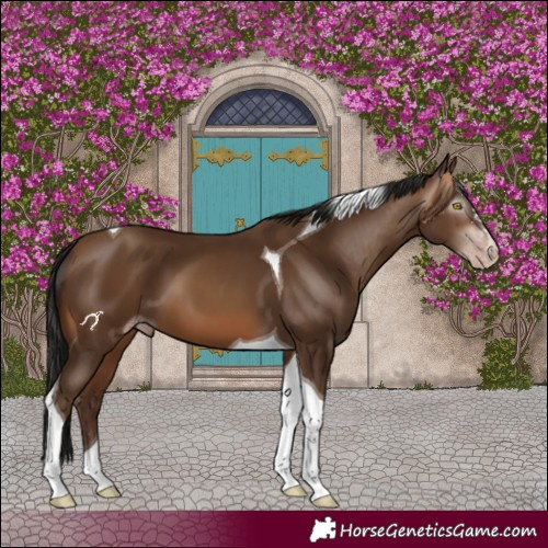 Horse Color:Gray Amber Champagne Tobiano 