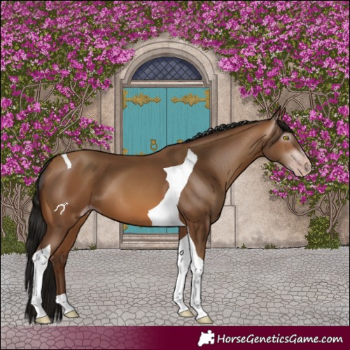 Horse Color:Gray Amber Champagne Tobiano 