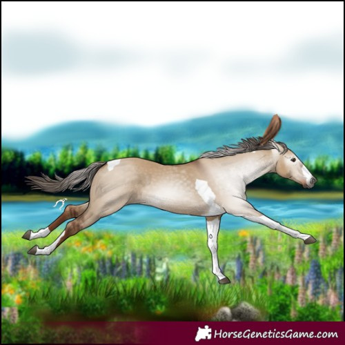 Horse Color:Gray Red Dun Tobiano 