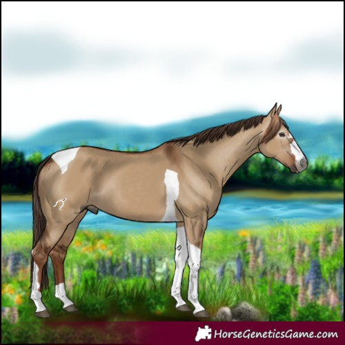 Horse Color:Gray Red Dun Tobiano 