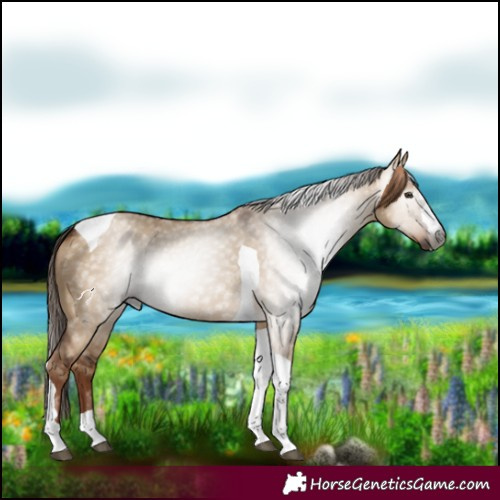 Horse Color:Gray Red Dun Tobiano 