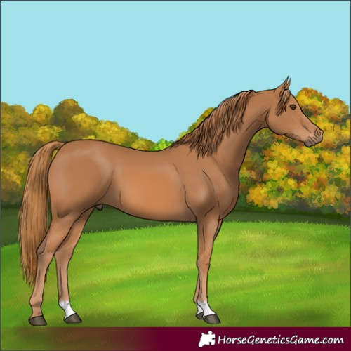 Horse Color:Chestnut 