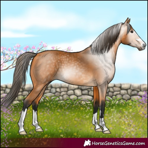 Horse Color:Gray Buckskin 