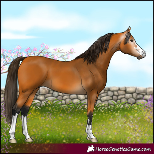 Horse Color:Gray Buckskin 