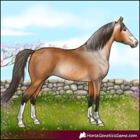 Horse Color:Gray Buckskin 