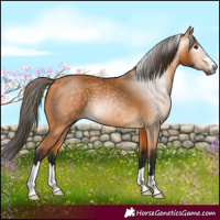Horse Color:Gray Buckskin