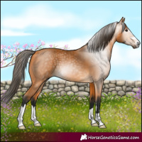 Horse Color:Gray Buckskin