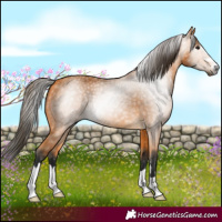 Horse Color:Gray Buckskin 