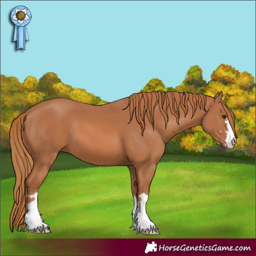 Horse Color:Chestnut 