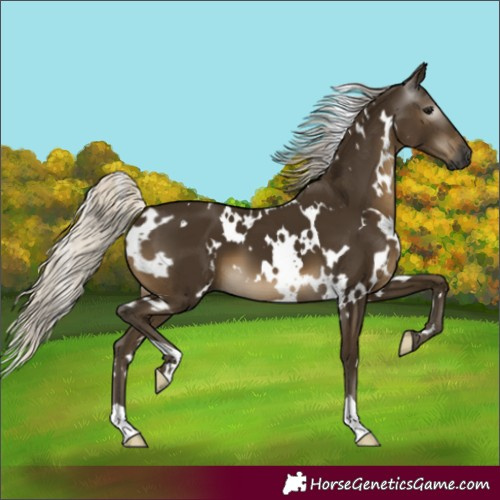 Horse Color:Gray White Spotted Silver Smoky Black 