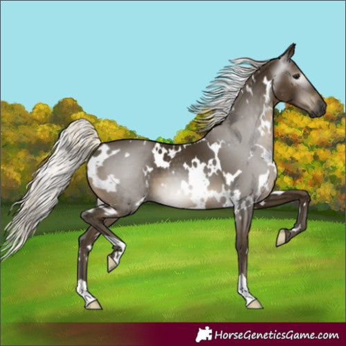 Horse Color:Gray White Spotted Silver Smoky Black