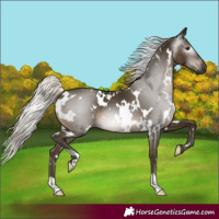 Horse Color:Gray White Spotted Silver Smoky Black 