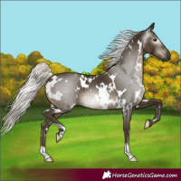 Horse Color:Gray White Spotted Silver Smoky Black
