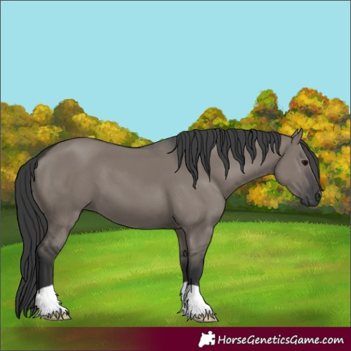 Horse Color:Grullo 