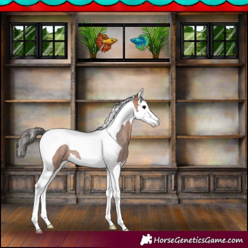 Horse Color:Bay Roan Splash Tobiano 