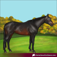 Horse Color:Gray Brown 