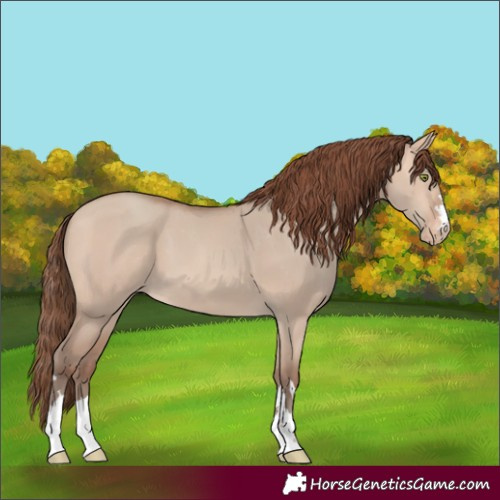 Horse Color:Amber Champagne Dun Skewed Appaloosa 