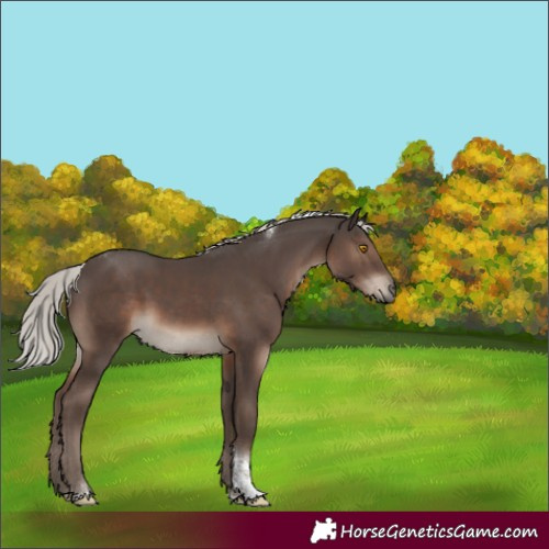 Horse Color:Silver Black Tobiano Rabicano