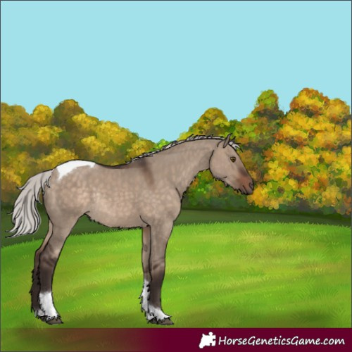 Horse Color:Silver Brown Dun Tobiano Rabicano