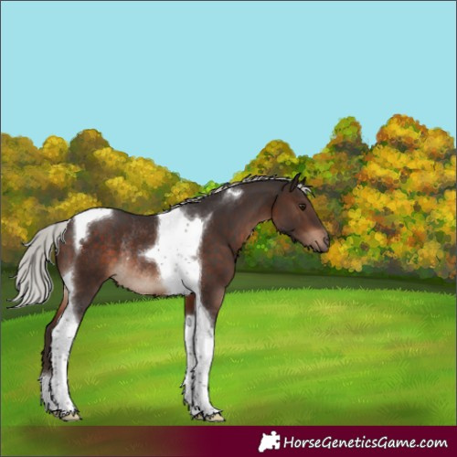 Horse Color:Silver Brown Tobiano Rabicano
